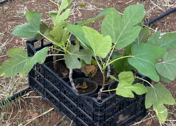 El Cabildo impulsa la higuera como un cultivo de futuro para diversificar el campo palmero