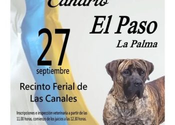 El Paso acoge este sábado una jornada dedicada a la raza Presa Canario