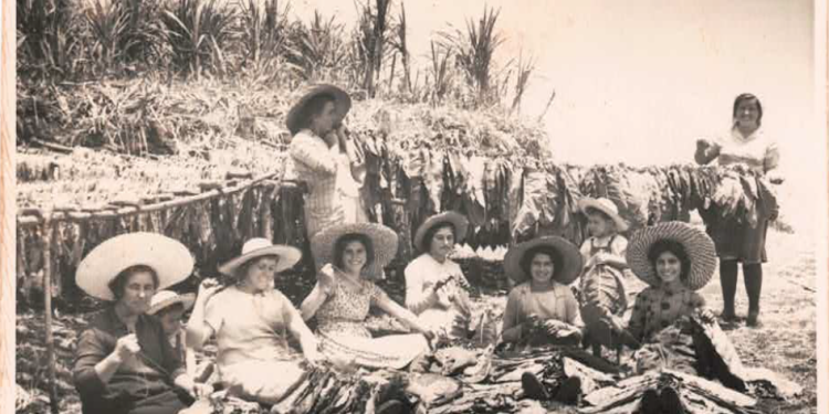 “Mujeres Pioneras” rinde homenaje a las mujeres tabaqueras de Barlovento