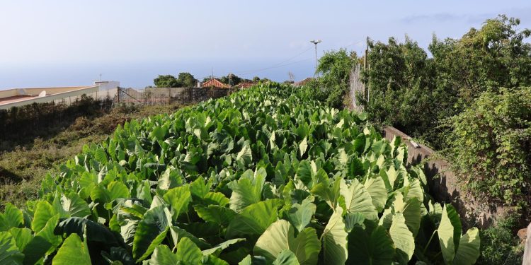 Huertos urbanos en el cajón del olvido de Tazacorte