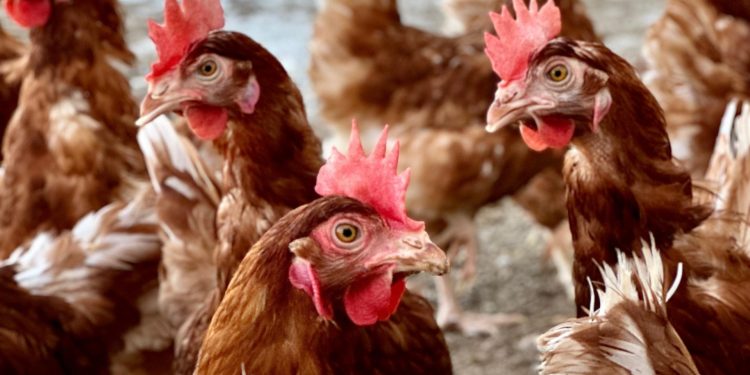 El Ministerio ordena confinar las aves de corral en todas las granjas de Canarias