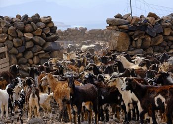 El Gobierno de Canarias inyecta 251.000 € para proteger las razas autóctonas, «seña de identidad» de la ganadería insular