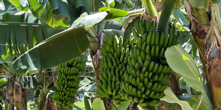 Oxígeno para el campo: El Gobierno abona el primer pago del POSEI al plátano con protección especial para los afectados por el volcán