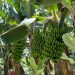 Oxígeno para el campo: El Gobierno abona el primer pago del POSEI al plátano con protección especial para los afectados por el volcán
