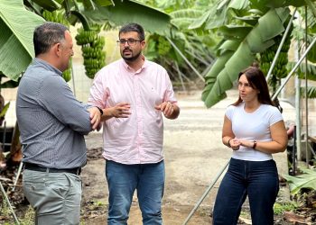 El PSOE desmiente las «prisas» de CC: «Los 100 millones de ayudas agrícolas se pueden pagar hasta 2027, no caducan en diciembre»