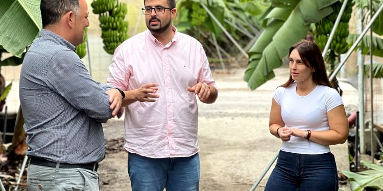 El PSOE desmiente las «prisas» de CC: «Los 100 millones de ayudas agrícolas se pueden pagar hasta 2027, no caducan en diciembre»