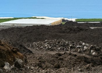 Plataneras cubiertas de ceniza volcánica en el Valle de Aridane tras la erupción del Tajogaite