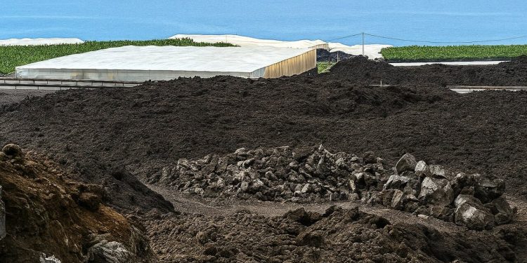 Plataneras cubiertas de ceniza volcánica en el Valle de Aridane tras la erupción del Tajogaite