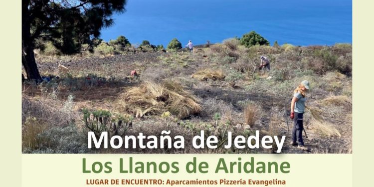 El voluntariado ambiental vuelve a la carga: ‘Sin Rabo de Gato’ convoca su acción 112 en la Montaña de Jedey