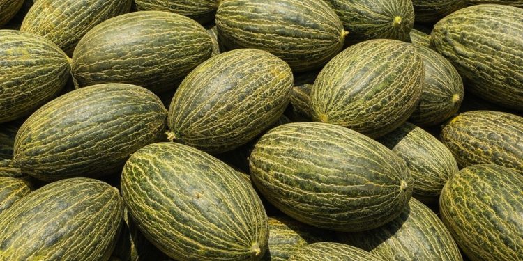ATRATICAN denuncia un presunto fraude de melón brasileño etiquetado como español en Canarias