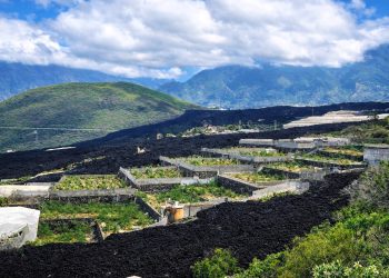Atratican califica de “incomprensible” el ataque de otras organizaciones agrarias a los afectados por el volcán