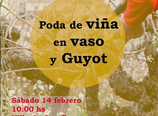 Garafía impulsa el sector vitivinícola con formación práctica en técnicas de poda en vaso y Guyot este sábado