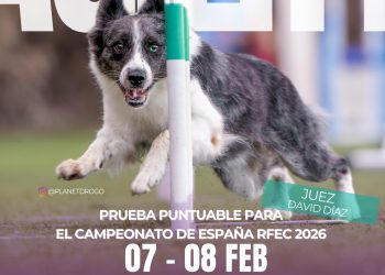Espectáculo canino en Breña Baja: el estadio de San José decide el pase al Campeonato de España de Agility.
