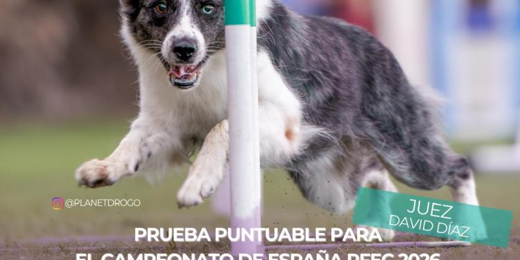 Espectáculo canino en Breña Baja: el estadio de San José decide el pase al Campeonato de España de Agility.
