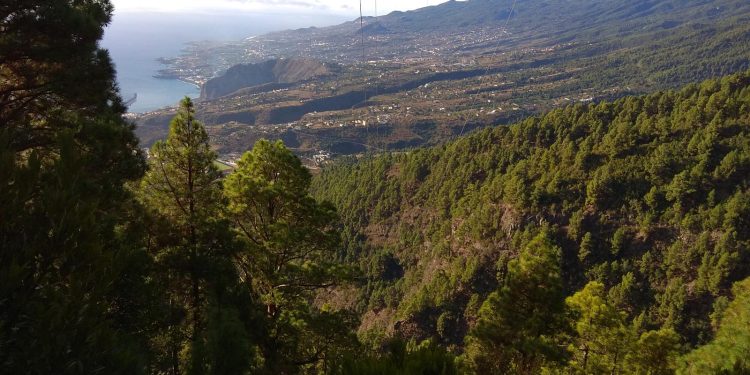 Nueva Canarias propone un Plan de Empleo para la limpieza de montes como barrera contra incendios