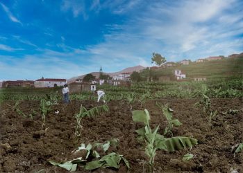 Tierra, agua y plátano: La transformación agrícola de San Andrés y Sauces (1850-1939)