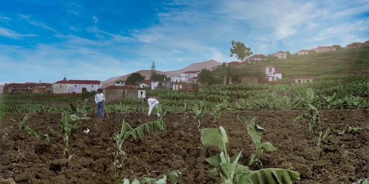 Tierra, agua y plátano: La transformación agrícola de San Andrés y Sauces (1850-1939)