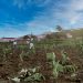 Tierra, agua y plátano: La transformación agrícola de San Andrés y Sauces (1850-1939)
