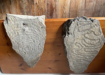 El Museo Arqueológico Benahoarita recibe dos petroglifos de Garafía custodiados por particulares durante 40 años