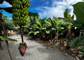 El precio unitario del seguro del plátano sube más de un 15 % tras dos décadas sin cambios