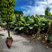 El precio unitario del seguro del plátano sube más de un 15 % tras dos décadas sin cambios