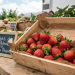 El precio de las fresas en origen se dispara un 25%: Radiografía de lo que más sube y lo que más baja en la agricultura canaria
