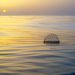 El proyecto “La Palma Isla Atlántica” revela la biodiversidad submarina y la regeneración tras el volcán Tajogaite