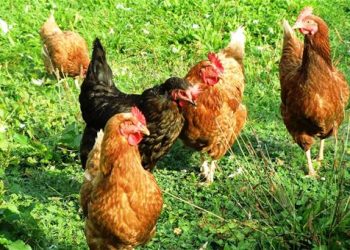 Libertad para las aves de corral: finaliza el confinamiento preventivo por gripe aviaria en granjas y corrales
