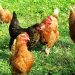 Libertad para las aves de corral: finaliza el confinamiento preventivo por gripe aviaria en granjas y corrales