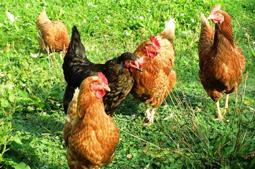 Libertad para las aves de corral: finaliza el confinamiento preventivo por gripe aviaria en granjas y corrales