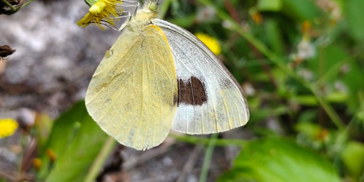 La mariposa más amenazada de canarias al borde de la extinción: zerynthia y acbc piden medidas urgentes para la especie palmera