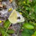La mariposa más amenazada de canarias al borde de la extinción: zerynthia y acbc piden medidas urgentes para la especie palmera