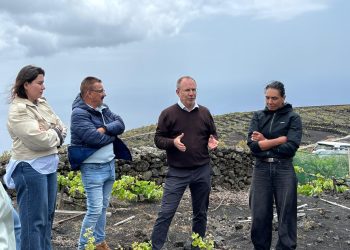 Plan de choque en Fuencaliente para proteger los viñedos históricos frente a la plaga de conejos