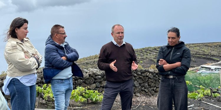 Plan de choque en Fuencaliente para proteger los viñedos históricos frente a la plaga de conejos