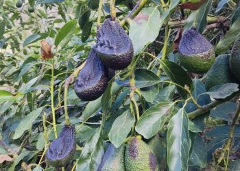 4,2 millones de euros para los seguros agrarios de Canarias: estas son todas las ayudas por cultivo