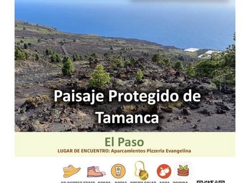 Sin Rabo Gato La Palma vuelve a El Paso con su 119ª acción medioambiental en el Paisaje Protegido de Tamanca este sábado
