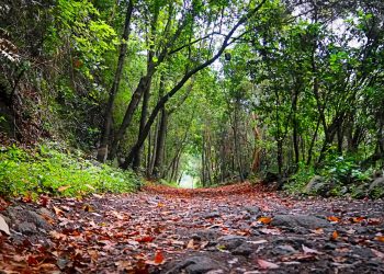 El tiempo en La Palma: una semana partida en dos, del aire africano al regreso de los alisios