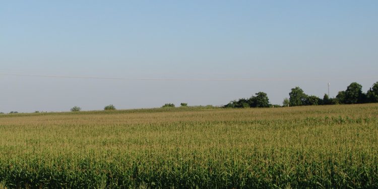 Plantación de maíz al sol bajo un cielo despejado