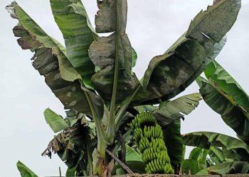 Pulgón, cochinilla y mosca blanca avanzan en la platanera canaria: el sector agrario reclama autorizaciones excepcionales para frenar el «desastre»