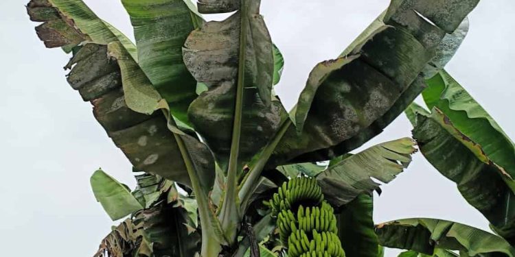 Pulgón, cochinilla y mosca blanca avanzan en la platanera canaria: el sector agrario reclama autorizaciones excepcionales para frenar el «desastre»