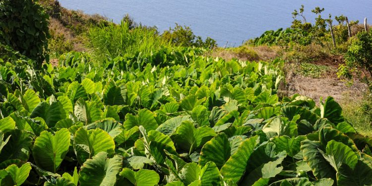 El tiempo del sábado en La Palma: sol pleno desde media mañana, brisas suaves y mar en calma