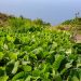 El tiempo del sábado en La Palma: sol pleno desde media mañana, brisas suaves y mar en calma
