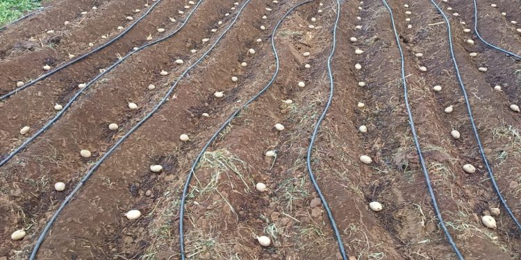 La huerta ecológica de La Palma, en jaque por la falta de plantel: los agricultores piden un vivero propio