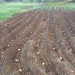 La huerta ecológica de La Palma, en jaque por la falta de plantel: los agricultores piden un vivero propio