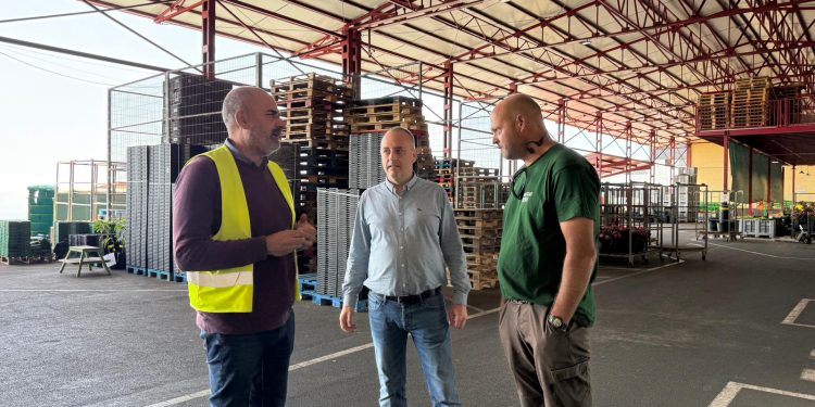 El mojo, desde la raíz: el Cabildo impulsa la pimienta palmera de kilómetro cero, ya reconocida como variedad única