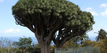 La leyenda no contada de los Dragos Gemelos