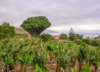 El alisio sigue mandando este viernes: lluvias débiles de madrugada en el norte y el este, y sol en el Valle de Aridane