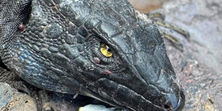 El lagarto tizón de La Palma ya es una especie única: la ciencia lo reconoce como Gallotia palmae