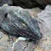 El lagarto tizón de La Palma ya es una especie única: la ciencia lo reconoce como Gallotia palmae