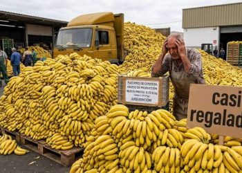 Otro verano de pérdidas para el plátano: una plataforma agraria pide la dimisión de los responsables de ASPROCAN